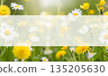 Spring meadow with yellow dandelion and white daisy flower with copy space. Nature background for greeting card or banner design. 135205630
