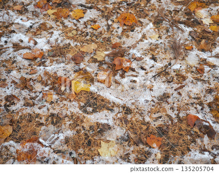 落葉上覆蓋著一層薄薄的雪。 落葉上覆蓋著一層薄薄的雪。 135205704