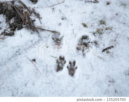 雪地上的松鼠腳印 雪地上的松鼠腳印 135205705