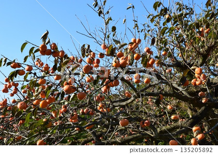 Orange persimmon fruit 135205892