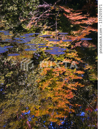 Heian Jingu Shrine Heian Jingu Shrine 135205971