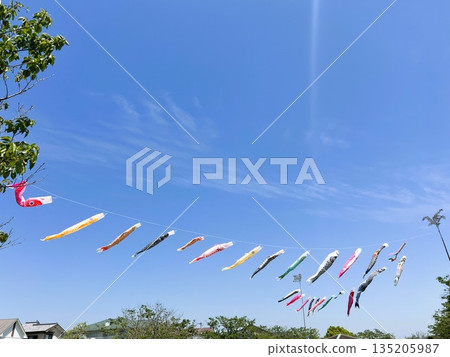 Colorful carp streamers flying against the blue sky | Traditional Japanese scenery Colorful carp streamers flying against the blue sky | Traditional Japanese scenery 135205987