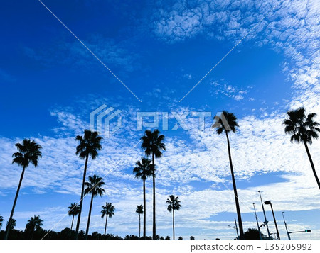 Blue sky and a flock of Washingtonian palm trees | Evening view of a tropical resort Blue sky and a flock of Washingtonian palm trees | Evening view of a tropical resort 135205992