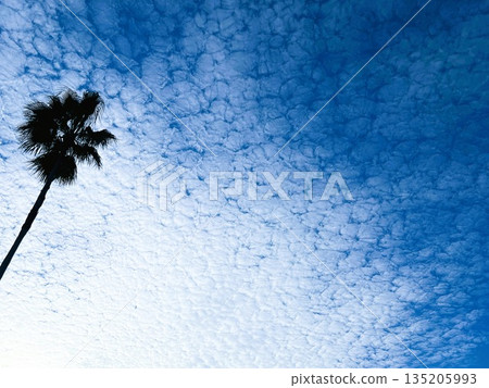 華盛頓棕櫚樹在藍天映襯下格外醒目 | 充滿熱帶風情 135205993