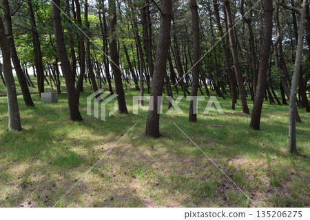 Pine forest Coastal sabo forest Shonai, Yamagata Prefecture 135206275