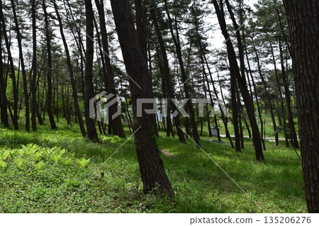 山形縣莊內市沿海松林 135206276