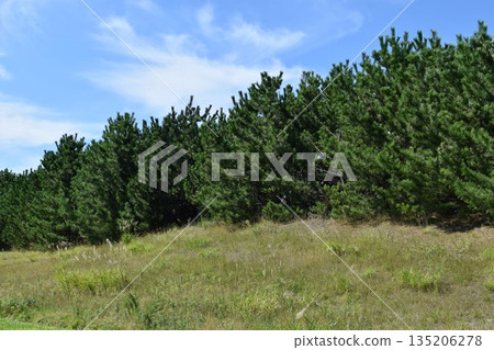 Pine forest Coastal sabo forest Shonai, Yamagata Prefecture Pine forest Coastal sabo forest Shonai, Yamagata Prefecture 135206278