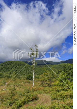 舞之池的白樺樹和乘鞍山脈變幻莫測的雲海 135206620