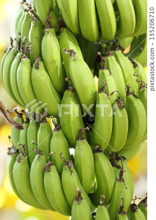 Unripe, juicy bananas in a tropical landscape 135206710