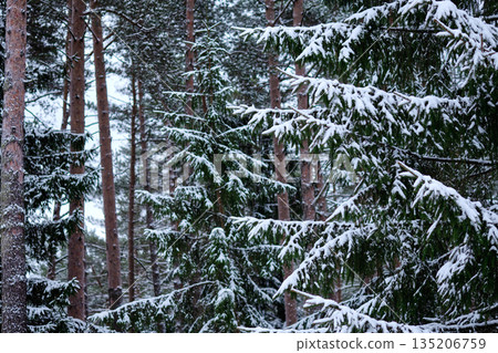 Tranquil scenery showcases tall, slender trees and snow laden branches creating a peaceful winter wonderland on a serene afternoon in the quiet forest Tranquil scenery showcases tall, slender trees and snow laden branches creating a peaceful winter wonderland on a serene afternoon in the quiet forest 135206759