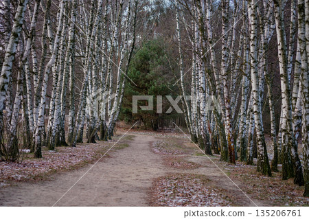 A dirt pathway winds through a majestic woodland. Tall, slender birch trees line the path, revealing an evergreen tree in the distance on this cloudy day in Autumn 135206761