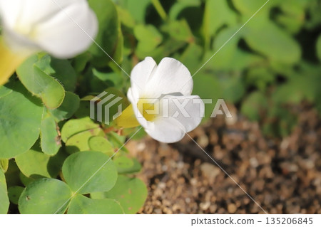 冬日花園裡盛開著白色的小木槿花 冬日花園裡盛開著白色的小木槿花 135206845