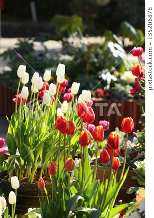 Spring flower bed, tulips in full bloom, spring scenery 135206878