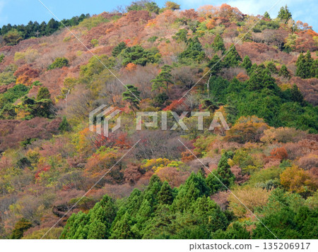Autumn leaves at Fusegasaka 135206917