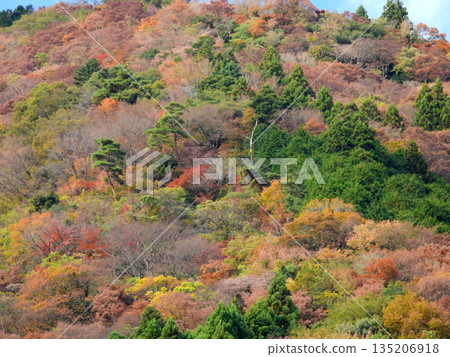 Autumn leaves at Fusegasaka Autumn leaves at Fusegasaka 135206918
