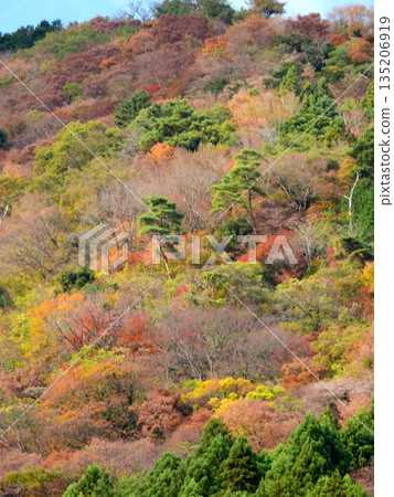 Autumn leaves at Fusegasaka Autumn leaves at Fusegasaka 135206919