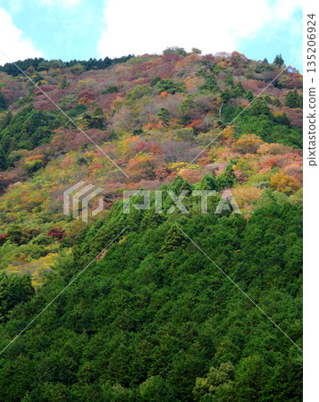 Autumn leaves at Fusegasaka Autumn leaves at Fusegasaka 135206924