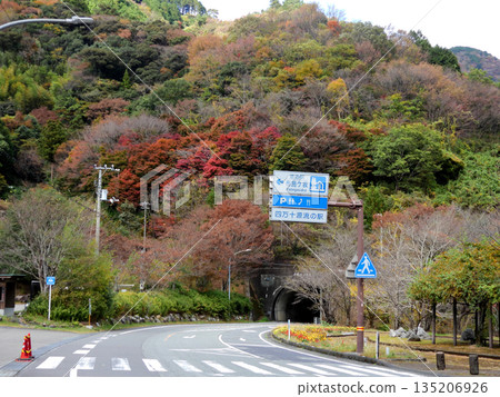 Autumn leaves at Fusegasaka Autumn leaves at Fusegasaka 135206926