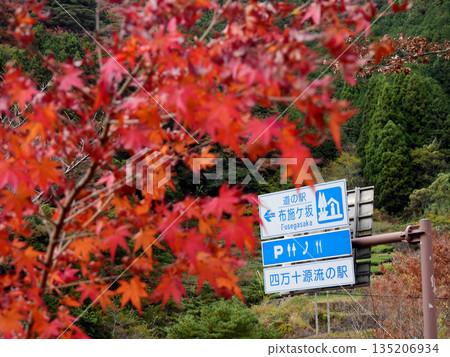 Autumn leaves at Fusegasaka Autumn leaves at Fusegasaka 135206934