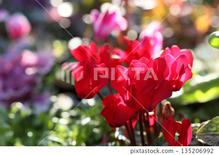 A flowerbed full of red cyclamen in early spring. Spring scenery. A flowerbed full of red cyclamen in early spring. Spring scenery. 135206992