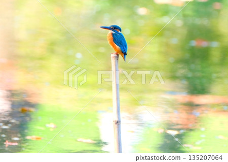 Upside-down autumn leaves and wild birds at Yakushiike Park Upside-down autumn leaves and wild birds at Yakushiike Park 135207064