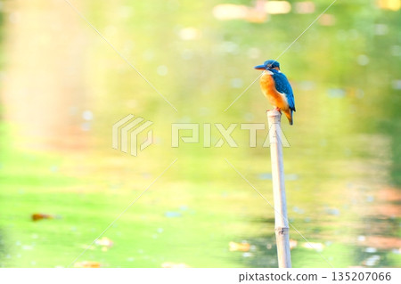 Upside-down autumn leaves and wild birds at Yakushiike Park Upside-down autumn leaves and wild birds at Yakushiike Park 135207066