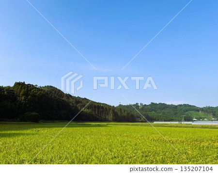 鬱鬱蔥蔥的鄉村和蔚藍的天空 | 綠油油的稻田和起伏的山脈 鬱鬱蔥蔥的鄉村和蔚藍的天空 | 綠油油的稻田和起伏的山脈 135207104