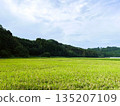 稻田與山巒的鄉村景色 | 日本自然風景 135207109