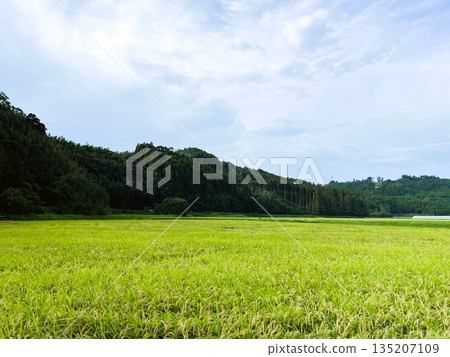 Rural landscape of rice fields and mountains | Nature in Japan 135207109