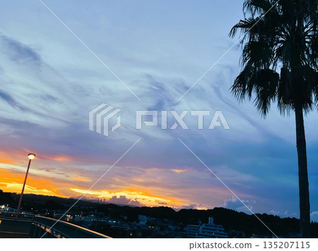 Gradient sunset sky and palm trees | Cityscape at dusk Gradient sunset sky and palm trees | Cityscape at dusk 135207115