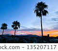 藍橙交織的天空與華盛頓棕櫚樹的輪廓 | 寧靜的黃昏 135207117