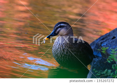 Upside-down autumn leaves and wild birds at Yakushiike Park Upside-down autumn leaves and wild birds at Yakushiike Park 135207272