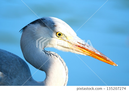 Upside-down autumn leaves and wild birds at Yakushiike Park 135207274