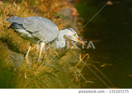 Upside-down autumn leaves and wild birds at Yakushiike Park 135207275