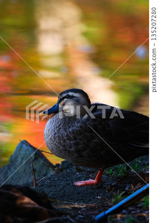 Upside-down autumn leaves and wild birds at Yakushiike Park Upside-down autumn leaves and wild birds at Yakushiike Park 135207280