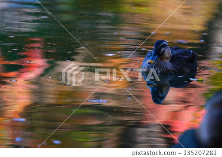 Upside-down autumn leaves and wild birds at Yakushiike Park 135207281