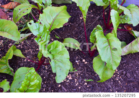 beet leaves beet leaves 135207295