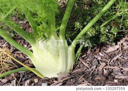 Florence fennel bulb in close up Florence fennel bulb in close up 135207359