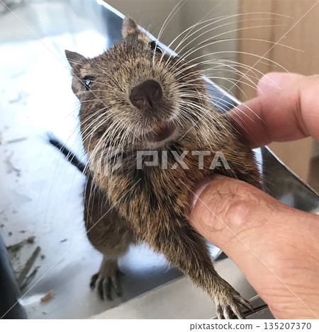 Degus are happy to be petted 135207370
