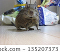 Degu agouti color 135207373