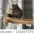 Degu basking in the sun 135207374