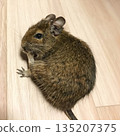 Degu agouti color 135207375