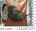 Degu sleeping in a hammock 135207377