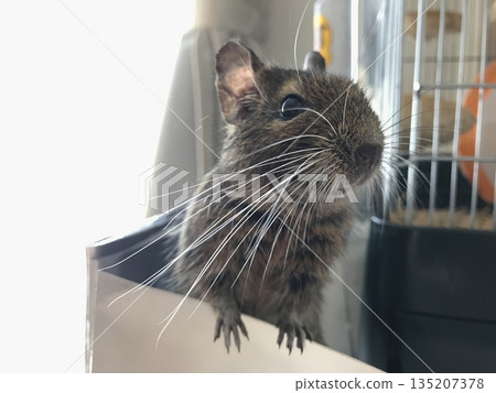 刺豚鼠色 刺豚鼠色 135207378