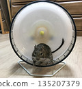 wheel and degu 135207379