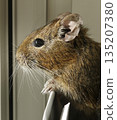 Degu agouti color 135207380