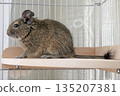 Degu agouti color 135207381