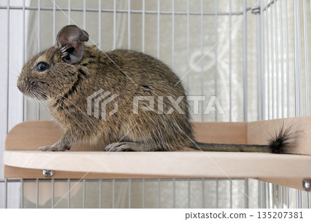 Degu agouti color Degu agouti color 135207381