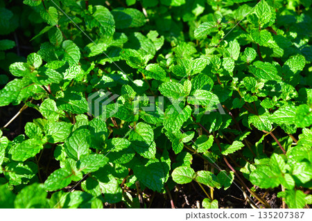 肯塔基上校鑄幣廠 135207387