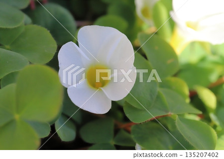 冬日花園裡盛開著白色的小木槿花 135207402